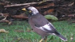 Common myna | Maina. Aberrant adult. Manurewa, October 2017. Image © Mike Williams by Mike Williams.