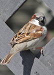 House sparrow | Tiu. Adult male in breeding plumage showing back. Near Twizel, January 2007. Image © John Flux by John Flux.