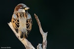 House sparrow | Tiu. Adult male. Shakespear Regional Park, June 2016. Image © John and Melody Anderson, Wayfarer International Ltd by John and Melody Anderson.