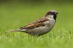 House sparrow | Tiu. Side profile of male eating seed. Rangiora, October 2014. Image © Kathy Reid by Kathy Reid.