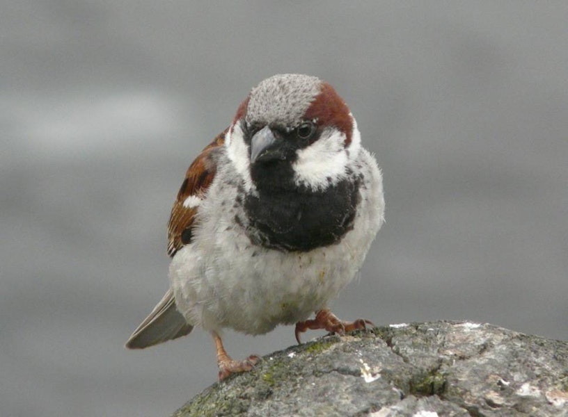 House sparrow | Tiu. Front view of adult male in breeding plumage. Lake Rotoroa, Hamilton, January 2012. Image © Alan Tennyson by Alan Tennyson.