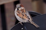 House sparrow | Tiu. Male in non-breeding plumage. Auckland, July 2009. Image © Peter Reese by Peter Reese.