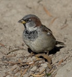 House sparrow | Tiu. Adult male in fresh plumage showing long tips to bib feathers. Palmerston North, March 2008. Image © Phil Battley by Phil Battley.