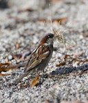 House sparrow | Tiu. Adult male collecting nesting material. Lake Tarawera, January 2010. Image © Phil Battley by Phil Battley.