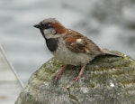 House sparrow | Tiu. Adult male in profile. Lake Rotoroa, Hamilton, January 2012. Image © Alan Tennyson by Alan Tennyson.