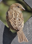 House sparrow | Tiu. Adult female showing feather details. Near Twizel, January 2007. Image © John Flux by John Flux.