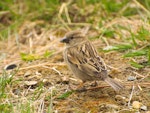 House sparrow | Tiu. Adult female. Lake Ohau, October 2012. Image © Albert Aanensen by Albert Aanensen.