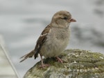 House sparrow | Tiu. Adult female. Lake Rotoroa, Hamilton, January 2012. Image © Alan Tennyson by Alan Tennyson.