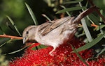 House sparrow | Tiu. Female feeding on Callistemon flower. Wanganui, November 2010. Image © Ormond Torr by Ormond Torr.