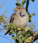 House sparrow | Tiu. Immature male. Wanganui, February 2009. Image © Ormond Torr by Ormond Torr.