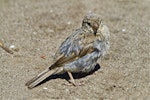 House sparrow | Tiu. Immature. Mount Maunganui, February 2011. Image © Raewyn Adams by Raewyn Adams.