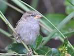 House sparrow | Tiu. Juvenile. Wenderholm Regional Park, March 2015. Image © Marie-Louise Myburgh by Marie-Louise Myburgh.