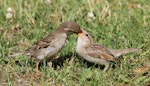 House sparrow | Tiu. Female feeding newly-fledged juvenile. Lake Tarawera, December 2008. Image © Phil Battley by Phil Battley.