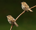 House sparrow | Tiu. Juveniles. Wanganui, January 2011. Image © Ormond Torr by Ormond Torr.