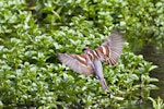 House sparrow | Tiu. Dorsal view of adult male in flight. Hamurana Springs, October 2012. Image © Raewyn Adams by Raewyn Adams.