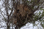 House sparrow | Tiu. Nest in tree. Miranda, November 2008. Image © Peter Reese by Peter Reese.