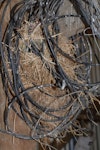 House sparrow | Tiu. Nest in coil of wire. Canterbury, December 2008. Image © Peter Reese by Peter Reese.