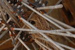 House sparrow | Tiu. Nest in old fencing material. Canterbury, December 2008. Image © Peter Reese by Peter Reese.