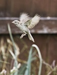 House sparrow | Tiu. Adult female in flight. Te Puke, February 2013. Image © Raewyn Adams by Raewyn Adams.