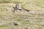 House sparrow | Tiu. Ventral view of adult male in flight. Bowentown, February 2013. Image © Raewyn Adams by Raewyn Adams.