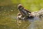 House sparrow | Tiu. Mating and bathing. Auckland, January 2011. Image © Eugene Polkan by Eugene Polkan.