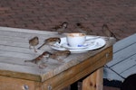 House sparrow | Tiu. Group of adults feeding at picnic table. Auckland, July 2009. Image © Peter Reese by Peter Reese.