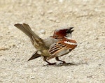 House sparrow | Tiu. Courting male. Wanganui, December 2012. Image © Ormond Torr by Ormond Torr.