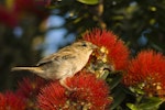 House sparrow | Tiu. Fledgling feeding on pohutukawa. Auckland, January 2010. Image © Eugene Polkan by Eugene Polkan.