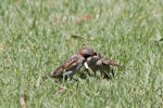 House sparrow | Tiu. Adult male feeding juvenile. Mount Maunganui, December 2012. Image © Raewyn Adams by Raewyn Adams.