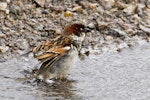 House sparrow | Tiu. Adult male bathing. Tauranga, September 2012. Image © Raewyn Adams by Raewyn Adams.