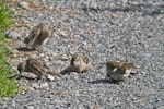 House sparrow | Tiu. Immature birds feeding, relaxing, preening. Tauranga, February 2012. Image © Raewyn Adams by Raewyn Adams.