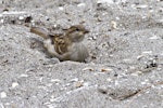 House sparrow | Tiu. Juvenile dust bathing. Mount Maunganui, March 2012. Image © Raewyn Adams by Raewyn Adams.