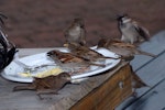 House sparrow | Tiu. Group of adults feeding at cafe table. Auckland, July 2009. Image © Peter Reese by Peter Reese.