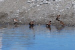 House sparrow | Tiu. Five birds bathing. Canterbury, December 2008. Image © Peter Reese by Peter Reese.