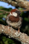 House sparrow | Tiu. Adult male with aberrant plumage colour. Wanganui, January 2011. Image © Ormond Torr by Ormond Torr.