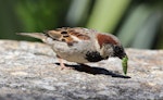 House sparrow | Tiu. Adult male eating a small cicada. outside Te Papa, January 2014. Image © Robert Hanbury-Sparrow by Robert Hanbury-Sparrow.