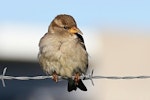 House sparrow | Tiu. Adult female with deformed upper mandible. Wellington airport, July 2016. Image © Paul Le Roy by Paul Le Roy.