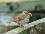 House sparrow | Tiu. Adult female with deformed bill. Ambury Regional Park, Auckland, January 2016. Image © Jacqui Geux by Jacqui Geux.