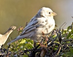 House sparrow | Tiu. Partially leucistic adult. Atawhai, Nelson, July 2015. Image © Rebecca Bowater by Rebecca Bowater FPSNZ AFIAP.