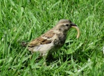 House sparrow | Tiu. Subadult male with deformed lower mandible. Whitby, Porirua, Wellington, September 2015. Image © Barry Insull by Barry Insull.