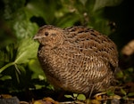 Brown quail | Kuera. Adult. Tiritiri Matangi Island, September 2019. Image © Wanderwild Photography NZ by Michelle Martin.