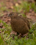 Brown quail | Kuera. Adult. Tiritiri Matangi Island, October 2019. Image © Wanderwild Photography NZ by Michelle Martin.