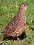 Brown quail | Kuera. Adult. Henderson Bay, Far North, October 2020. Image © Scott Brooks (ourspot) by Scott Brooks.