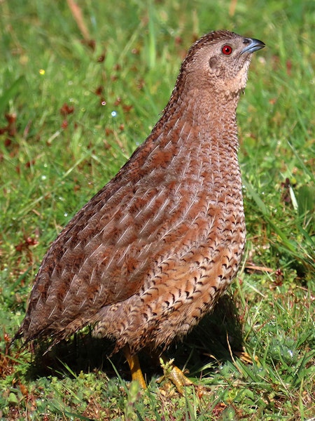 Brown quail | Kuera. Adult. Henderson Bay, Far North, October 2020. Image © Scott Brooks (ourspot) by Scott Brooks.