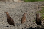 Brown quail | Kuera. Female with 2 juveniles. Tiritiri Matangi Island, March 2011. Image © Sabine Bernert by Sabine Bernert.