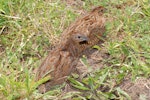 Brown quail | Kuera. Adult pair. Tiritiri Matangi Island, November 2008. Image © Peter Reese by Peter Reese.