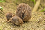 Brown quail | Kuera. Hen with chicks. Whangamumu track, Rawhiti, December 2014. Image © Les Feasey by Les Feasey.