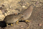 Brown quail | Kuera. Two adults. Tiritiri Matangi Island, December 2015. Image © Oscar Thomas by Oscar Thomas.