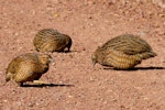 Brown quail | Kuera. Family group. Tiritiri Matangi Island, August 2012. Image © Martin Sanders by Martin Sanders.