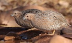 Brown quail | Kuera. Pair at water hole. Airstrip, Purnululu National Park, Western Australia, August 2018. Image © Glenn Pure 2018 birdlifephotography.org.au by Glenn Pure.